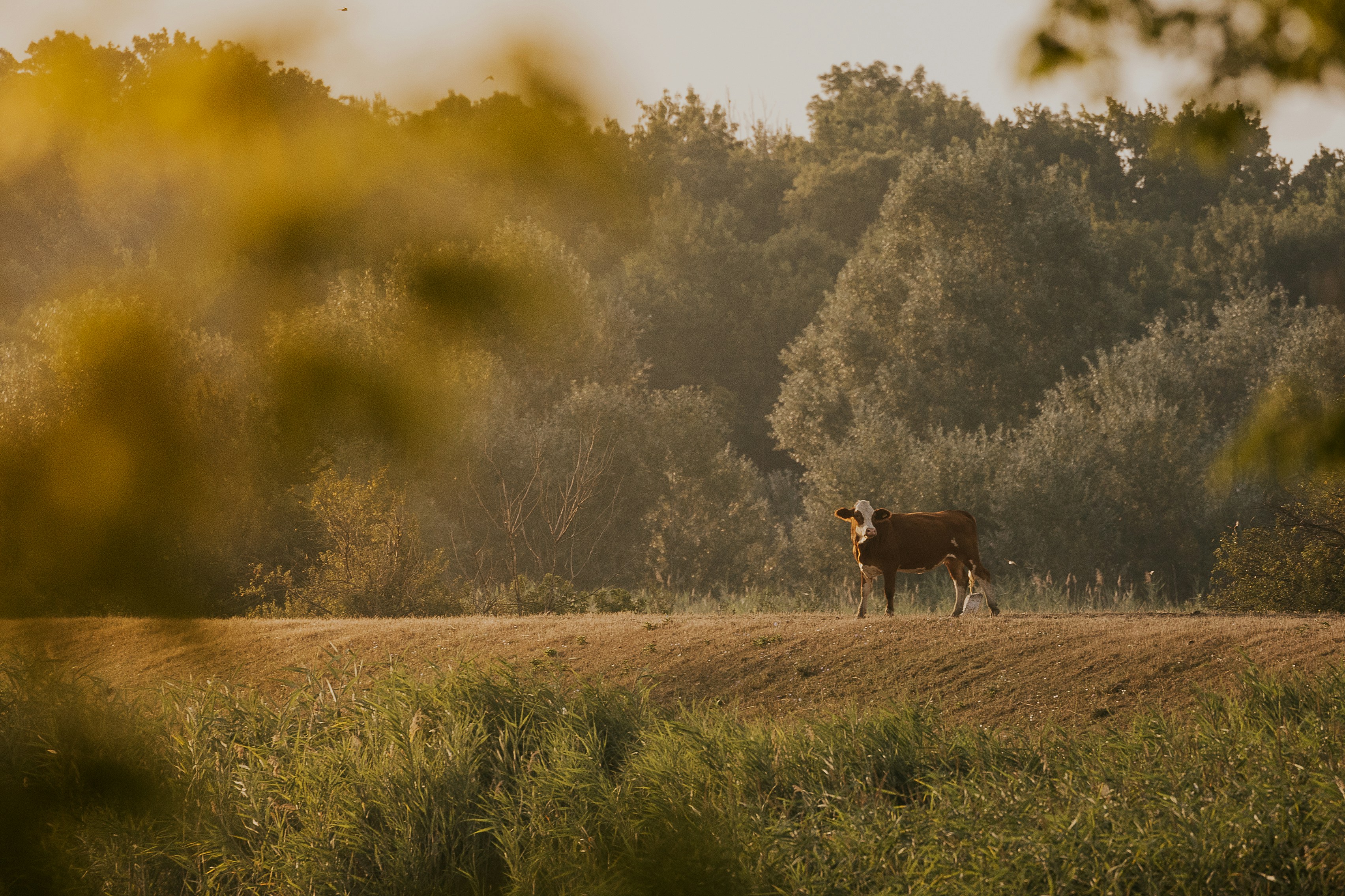 A  cow grazing in warm golden light on a Suravi farm